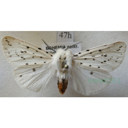 Spilosoma lubricipeda (Linnaeus, 1758) Szewnica miętówka Czech47h